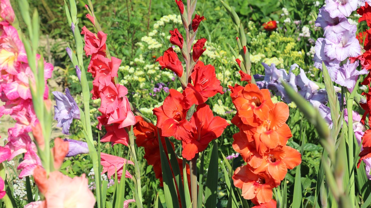 Ovo je tajna raskošnih gladiola: Jedan trik čini da bašta pršti u bojama i privlači poglede