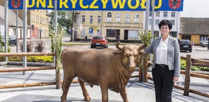 W Ryczywole ryczy wół