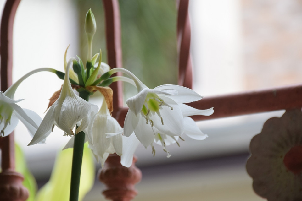 Lilia amazońska (Eucharis)