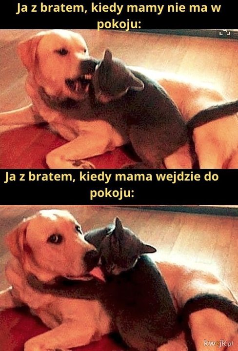 Najlepsze memy o macierzyństwie. Internauci zaskakują   