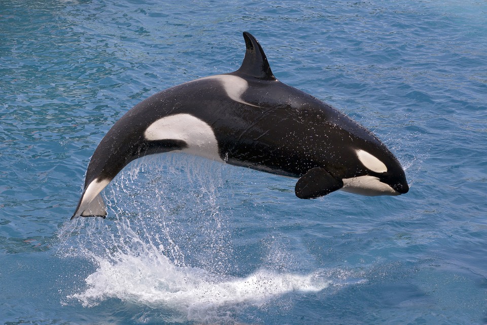 4. Orka