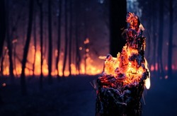 Europa w ogniu. Już cztery razy więcej pożarów niż w ubiegłych latach