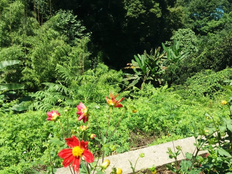 Ogród Botaniczny w Batumi