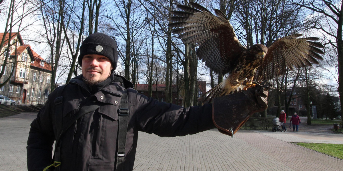 Szczecinek: sokolnik zarabia krocie przeganiając ptaki