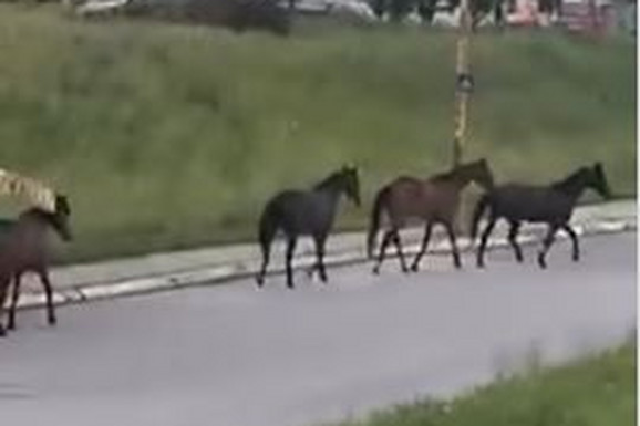 NESVAKIDAŠNJI PRIZOR U KRAGUJEVCU Krdo konja PROTUTNJALO kroz grad, niko ne zna ODAKLE SU DOŠLI (VIDEO)