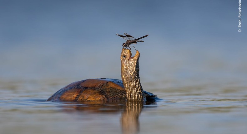 The photographer described this shot as a moment of peaceful coexistence.Tzahi Finkelstein / Wildlife Photographer of the Year