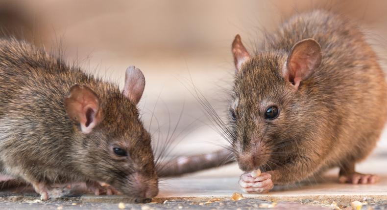 The worker said he'd spotted rats, roaches, and spiders in the kitchen and cafeteria at the church's daycare facility.Getty Images