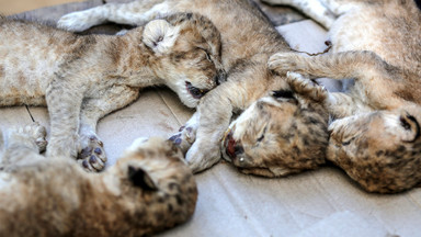 Cztery nowo narodzone lwiątka zamarzły w zoo. Ogród zoologiczny nie ma pieniędzy na leki i utrzymanie zwierząt