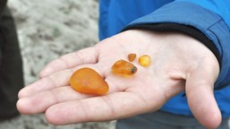 "aż trudno uwierzyć". bałtyckie plaże pełne bursztynu. spacerowicze zb