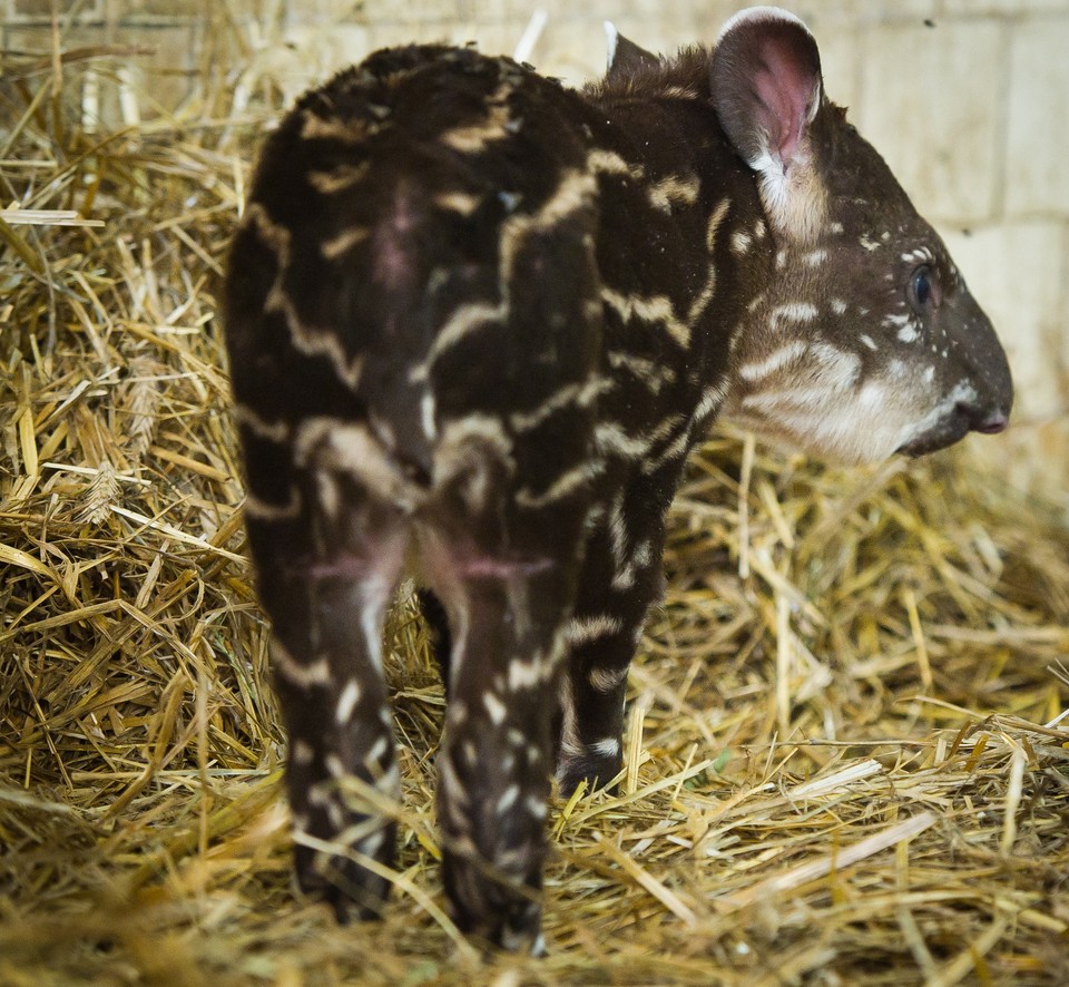 Łódzkie zoo ma nowych mieszkańców