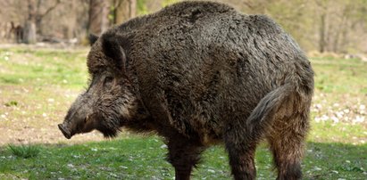 Nazwali go "Putinem". To był kłopot. "Żadna świnia nie zasługuje na to, by nosić takie imię"