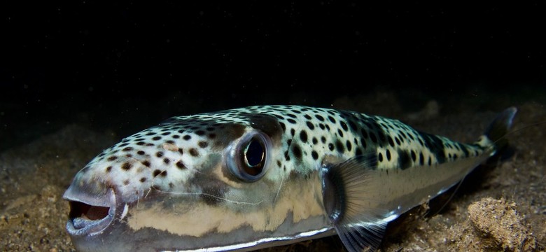 Złowiono najgroźniejszą rybę świata. "Trucizna silniejsza od cyjanku"