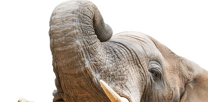 Słoń uderzył trąbą opiekuna. Tragiczny wypadek w zoo