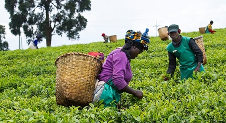 Farmers in Uganda