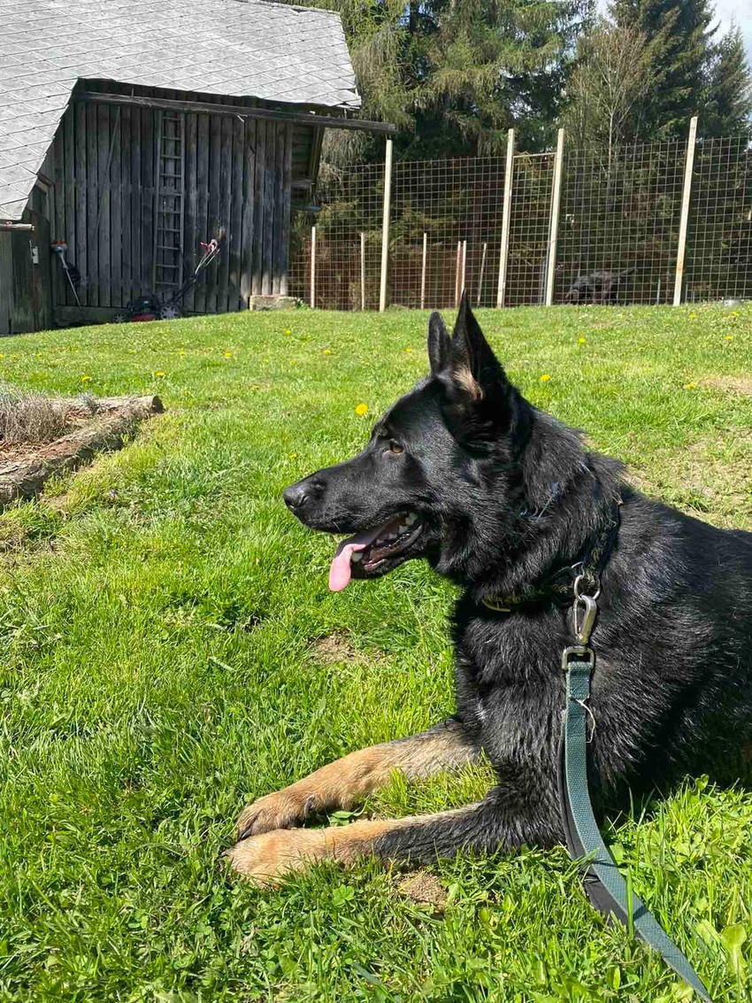 Pas tragač iz Nikšića