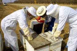 Pszczoły w UE uratowane. Będzie zakaz stosowania pestycydów