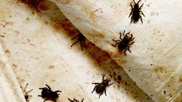 masz w domu te przedmioty? to magnes na pluskwy