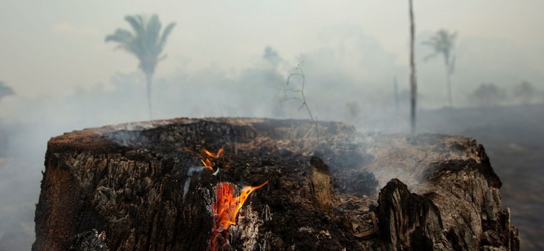 Płonie nie tylko Amazonia. "Sawanna nie przyciąga takiej uwagi"