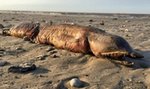 Tajemniczy stwór na plaży. Ocean wyrzucił to podczas huraganu