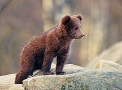 Wyhodują sady dla głodnych misiów