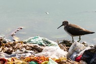 plastik torebka foliowa torba śmieci