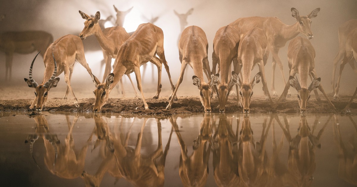 Te zwierzęta zawarły nietypowy sojusz. Chodzi nie tylko o higienę