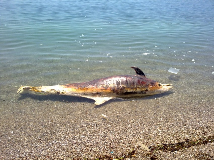 Lešina delfina na Jazu