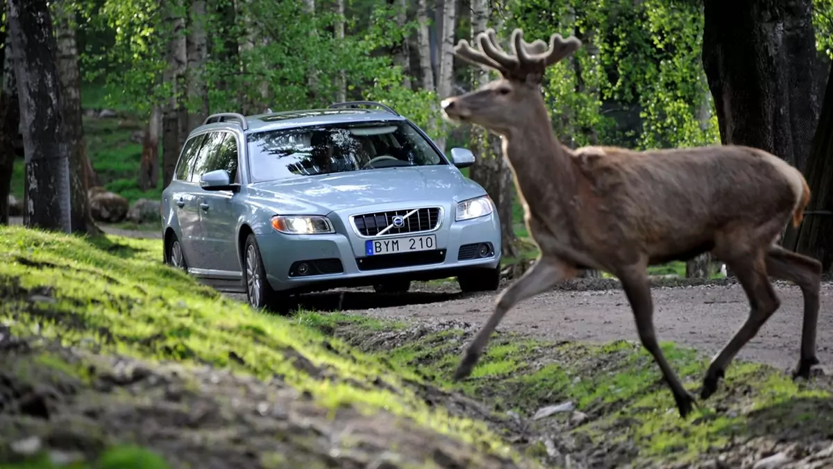 Samochody Volvo będą wykrywać zwierzęta