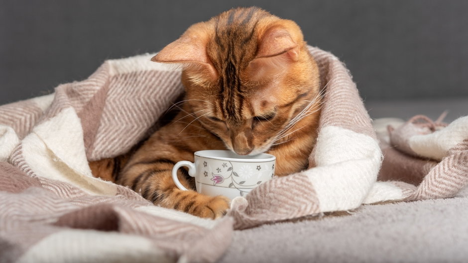 Twój kot pije kawę? Uważaj, to może być niebezpieczne