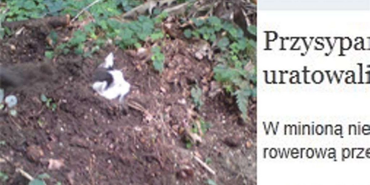 Zwyrodnialcy zakopali kota żywcem
