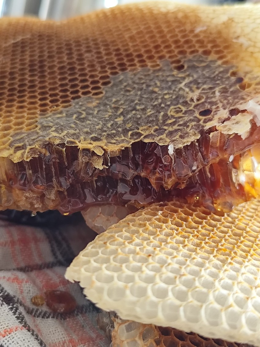 Saće puno meda