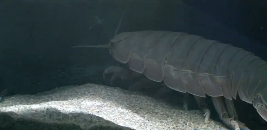 Mužjak džinovskog izopoda po imenu Br. 1