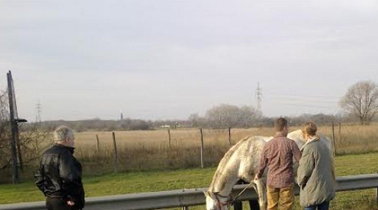 Megvadult ló az autópályán  