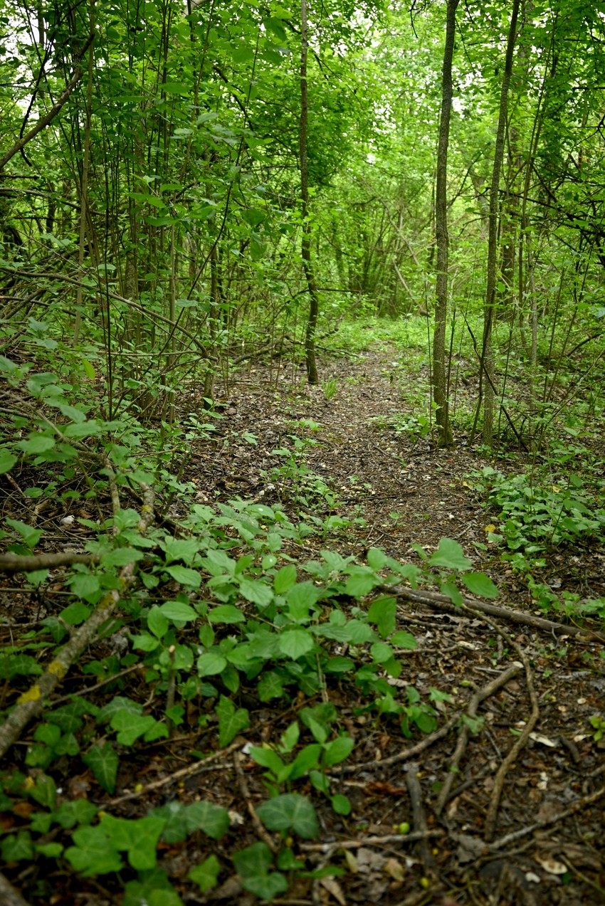 Šiblje i trnovito granje