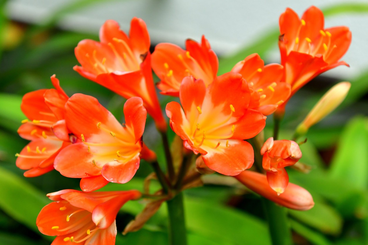 Tmavé, lesklé listy klívie sú rovnako dekoratívne ako jej kvety.