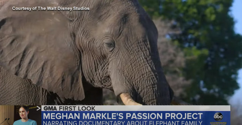 Meghan Markle o filmie "Elephant" w amerykańskiej śniadaniówce