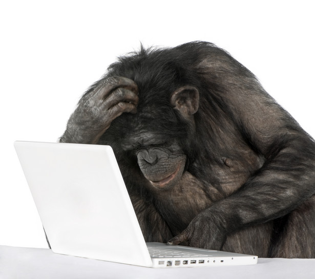 Szympans i komputer