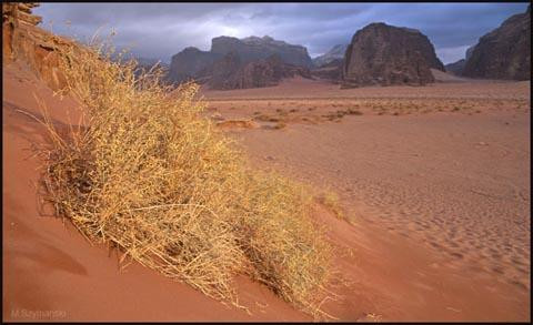 Galeria Jordania - pustynna przygoda, obrazek 21