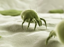 Te straszne roztocza. Jak radzić sobie z alergią na kurz?