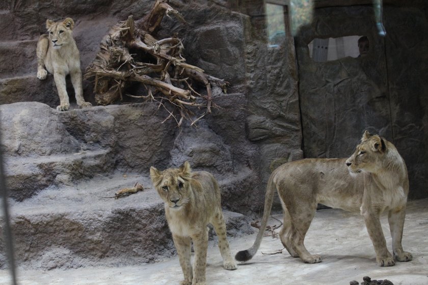 Lew pogryzł lwicę w gdańskim zoo