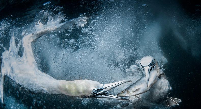 Two gannets under the water in the Shetland Islands.Tracey Lund/World Nature Photography Awards