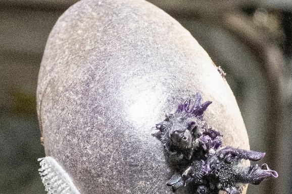 ŠTA JE OVO?! Astronaut podelio slike bizarnog objekta sa PIPCIMA kako raste na stanici u svemiru: "Kao da će vanzemaljac da se izlegne iz jajeta"