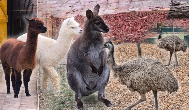 Kengur Dragan i drugari