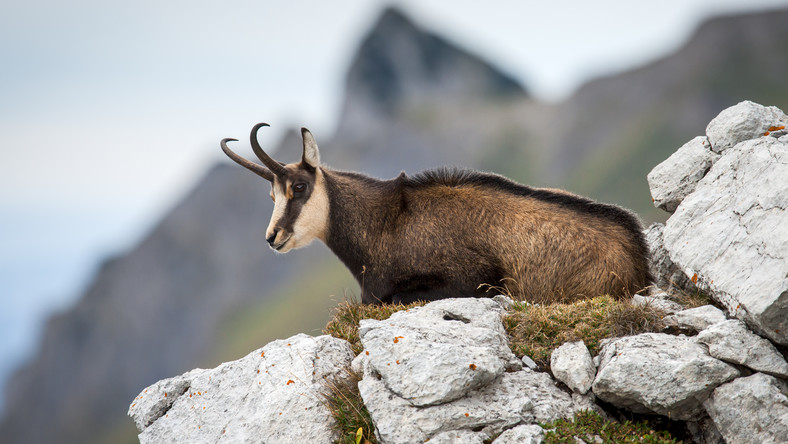 1042 kozice naliczono w całych Tatrach podczas wiosennej akcji liczenia tych chronionych zwierząt – poinformowały władze Tatrzańskiego Parku Narodowego.