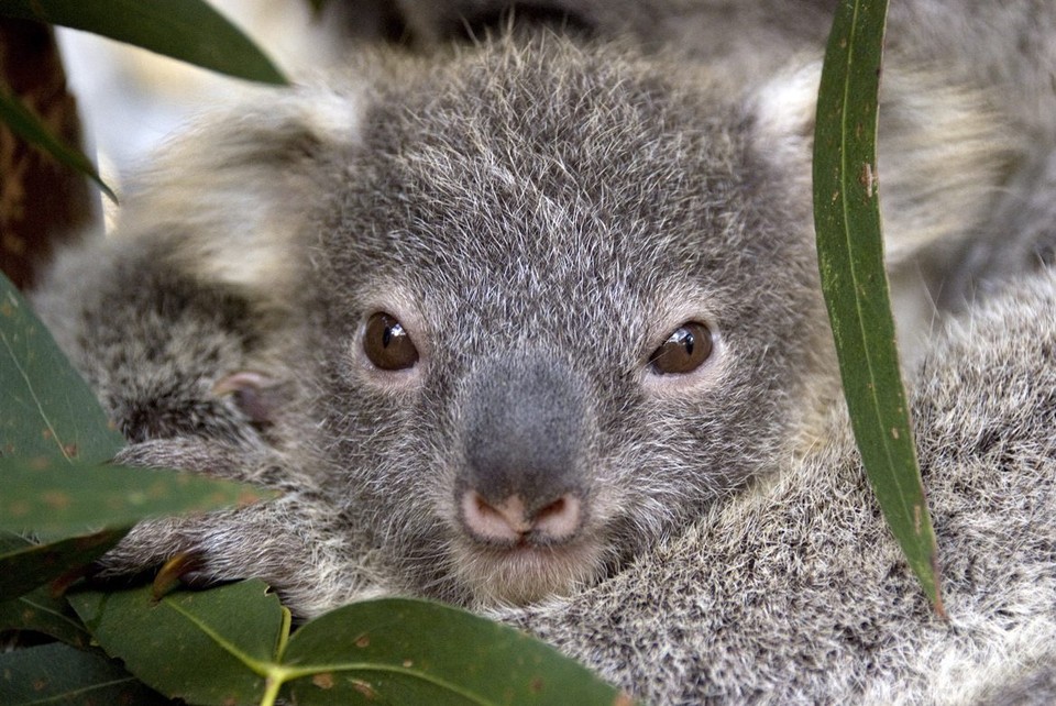 AUSTRALIA KOALA JOEY