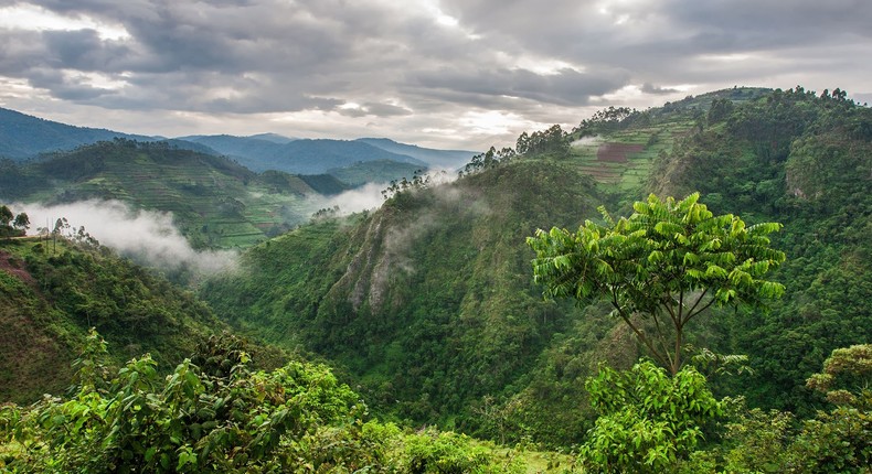 Montane Forest