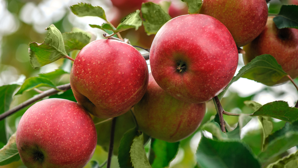 Tajwan. Polskie jabłka po raz pierwszy trafiły na wyspę