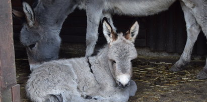 Oto nowy lokator poznańskiego zoo. Nazwali go Ringo!