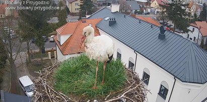 Pierwszy bocian przyleciał! Znów skończy się dramatem? Rok temu w tym gnieździe rozegrał się horror