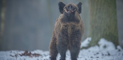 Makabryczne odkrycie w wielkopolskim lesie. "Koło jakiego psychola musimy mieszkać?"